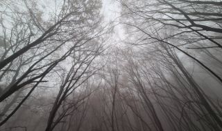 Държавата е изкупила 1800 дка частни гори през 2020 г.