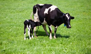 Първата клонирана крава в Русия роди здраво теленце