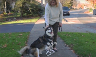 3D принтирани протези спасяват куче-инвалид (Видео)