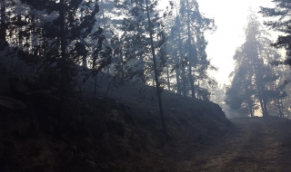 Над 11 000 дка опожарени гори от началото на годината до момента