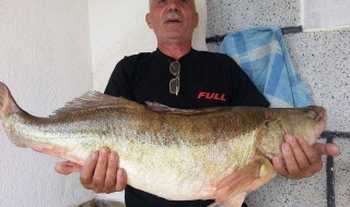 Рибар от Млечино улови 25 килограмова бяла риба в яз. „Кърджали”