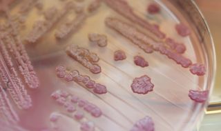 Ръст на случаите с бактерия, устойчива на антибиотици, заплашва Европа