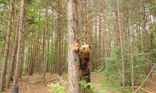 Сладоледени изненади за мечките в Белица срещу остеопороза