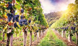 Производството на вино е намаляло рязко. Ще поскъпне ли то?