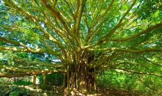 Ето къде хората живеят най-дълго (ВИДЕО)