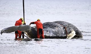 Откриха 16 килограма пластмаси в стомаха на кит, изхвърлен на френски бряг