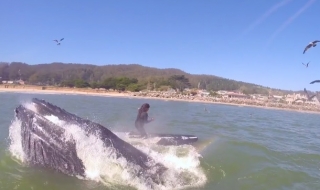 Да ти скочи кит (Видео)