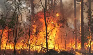 98 пожара са ликвидирани през последното денонощие в страната