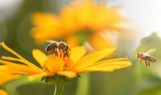 Изследване: Пчелите "броят" от ляво надясно, подобно на хората