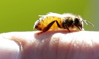 Пчелите в САЩ вече са застрашен вид
