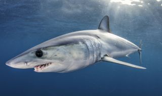 Голяма акула мако скочи в рибарска лодка в Нова Зеландия (ВИДЕО)
