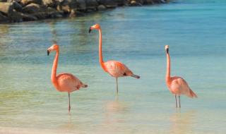 Защо фламингото стои на един крак?