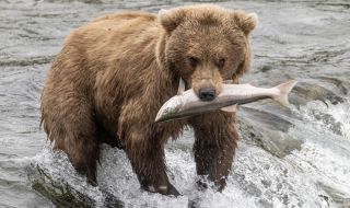 Какво ядат мечките преди зимен сън?