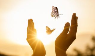 Половината пеперуди във Великобритания са застрашени от изчезване