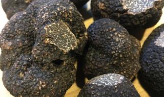 Събирачи на трюфели се сбиха след спор как се вадят гъбите