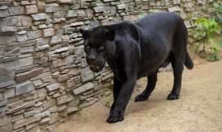 Столичният зоопарк се сдоби с първите си черни ягуари