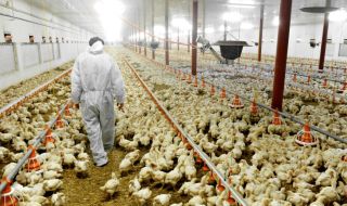 Китай регистрира първи в света смъртен случай на човек от птичи грип H3N8