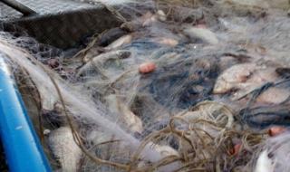 Мащабна среднощна акция срещу бракониери в Бургас