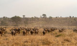 Африкански национални паркове са под заплаха
