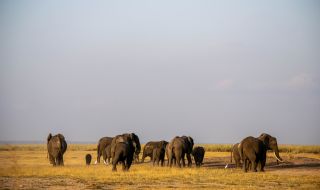 Евакуираха над 150 хил. китайци заради стадо мигриращи слонове