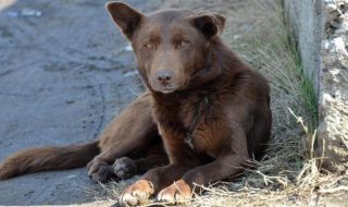 Пет белгийски овчарки нападнаха жена край Асеновград