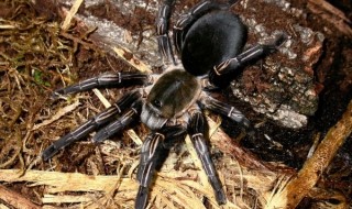 25 000 отровни паяци атакуват автралийско градче