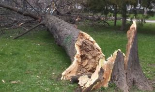 Буря наводни центъра на Велико Търново, вятър изкорени дървета в Шумен
