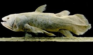 Необикновена риба живее 100 години (СНИМКИ)
