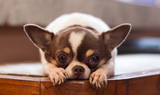 Задържаха две жени, откраднали чихуахуа