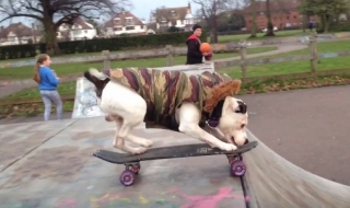 Куче-скейтбордист! (ВИДЕО)