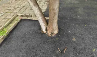 В столичен квартал са извършени незаконни дейности в почивните дни: Премахвани са дървета и е полаган асфалт