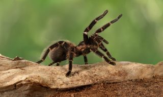 Страховита находка: Откриха 40 нови вида паяци (СНИМКИ)