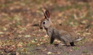 Ловци се заразиха с туларемия от зайци