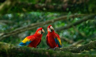 Разкриха тайната на дълголетието на папагалите