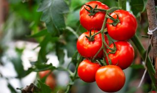 От колко вода се нуждаят доматите?