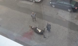 Зверство! Мъж закла крава пред блок в Гоце Делчев