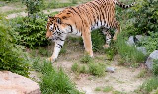 Нахраниха тигри в зоопарка с живо магаре (ВИДЕО 18+)