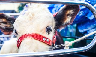 В Родопите заснеха теле да се вози в стара "Лада"