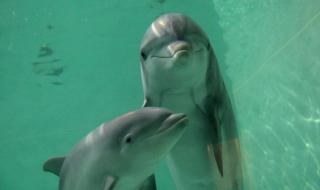 Делфините разпознават отражението си по-рано от човешките деца (ВИДЕО)