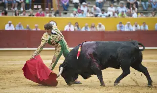 Бик проби ректума на Краля на матадорите в Испания (ВИДЕО)