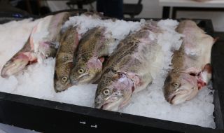 Удължават забраната за улов на есетрови риби
