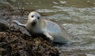 Повече от 320 мъртви тюлена от защитен вид изплуваха на брега на Каспийско море
