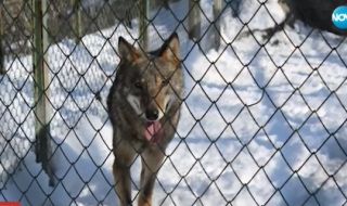 Вълк избяга от зоопарка в Хасково (ВИДЕО)
