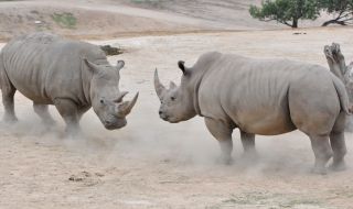 Създадоха 12 ембриона на изчезващия северен бял носорог