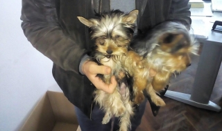 Задържаха крадци на породисти кученца