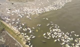 Токсично вещество убило рибата в язовира край с. Жегларци