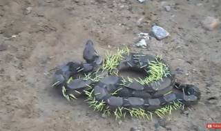 Какво се случва когато змия иска да закуси с таралеж? (ВИДЕО)