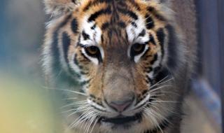 Тигър уби ловец в Русия