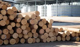 Belgium has purchased illegal Russian timber for 15 million euros 