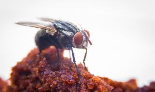 Как да се спасите от досадните мухи? Лесно е!